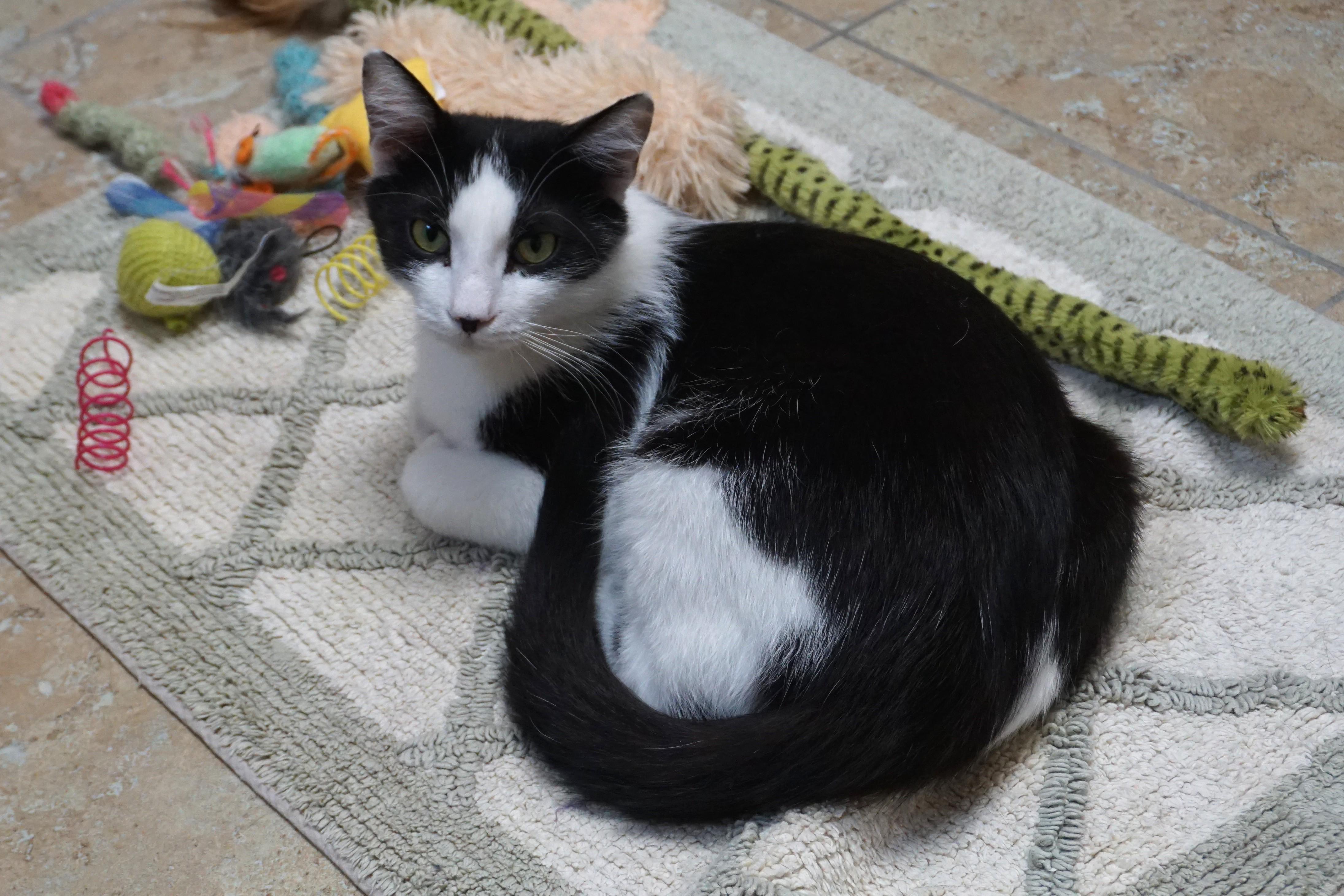 Enlarge Dirty Martini, an adoptable Domestic Medium Hair in Fountain Hills, AZ image 1/6