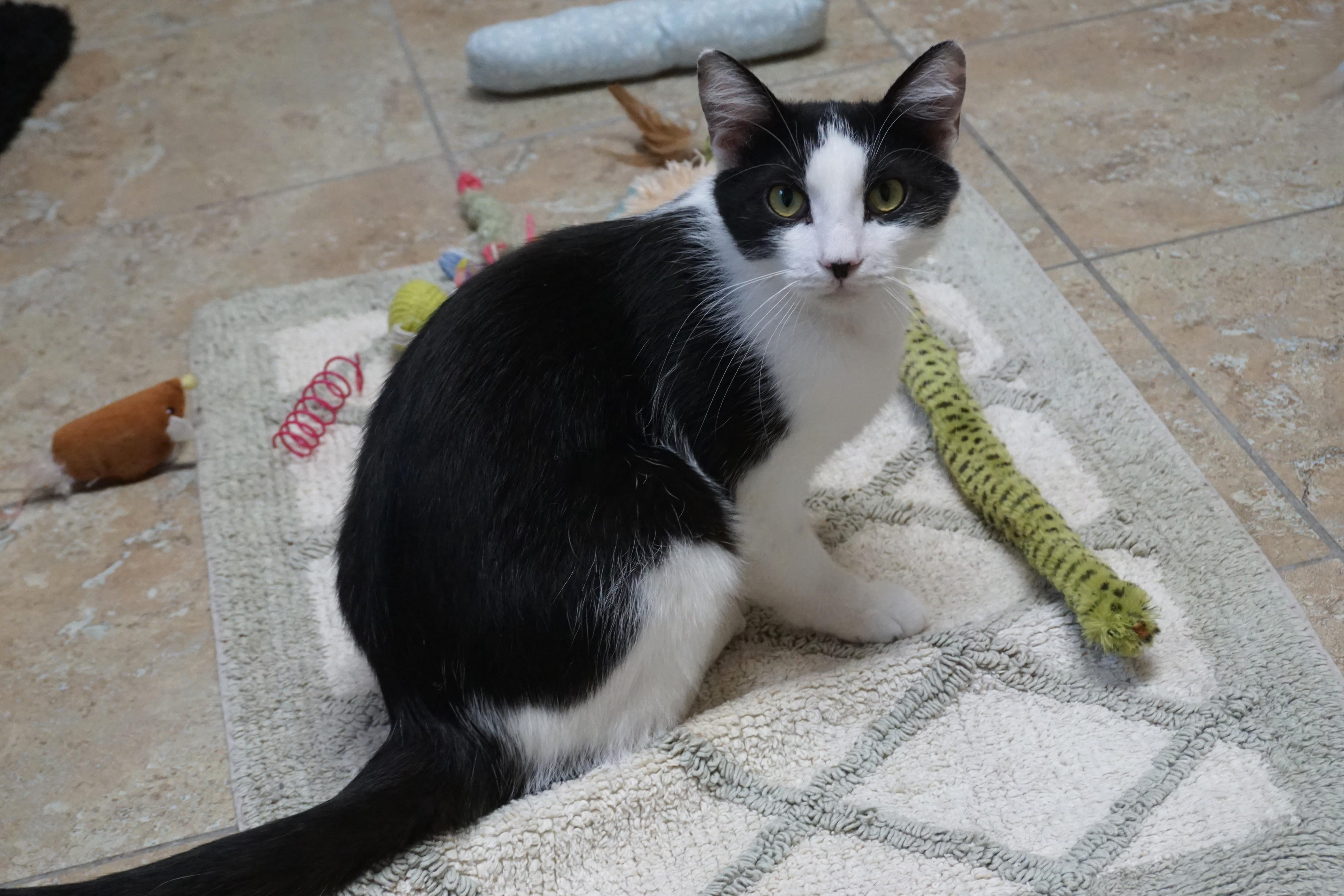 Enlarge Dirty Martini, an adoptable Domestic Medium Hair in Fountain Hills, AZ image 2/6