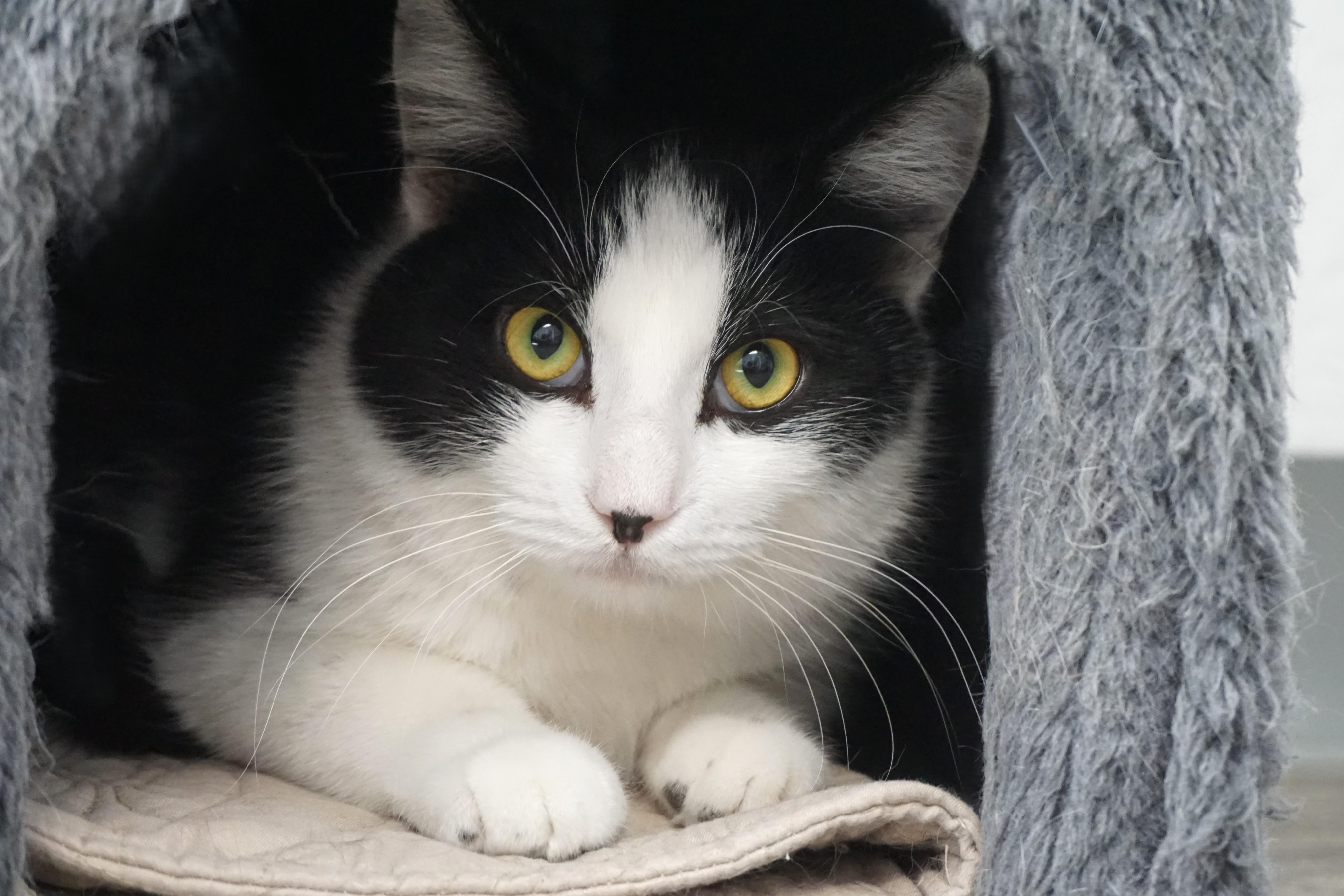 Enlarge Dirty Martini, an adoptable Domestic Medium Hair in Fountain Hills, AZ image 4/6