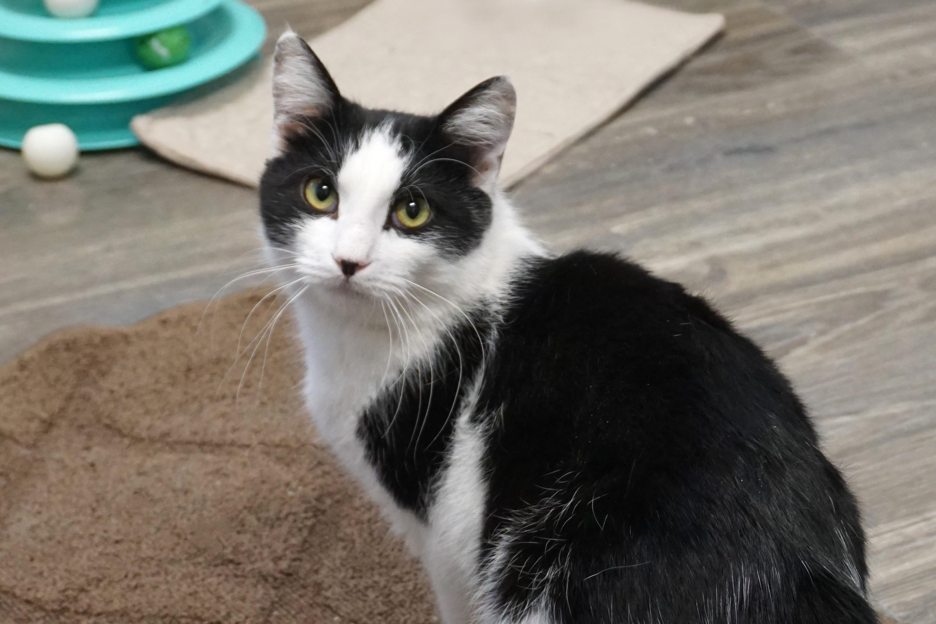 Dirty Martini, ADOPTABLE, Young Male Domestic Medium Hair.