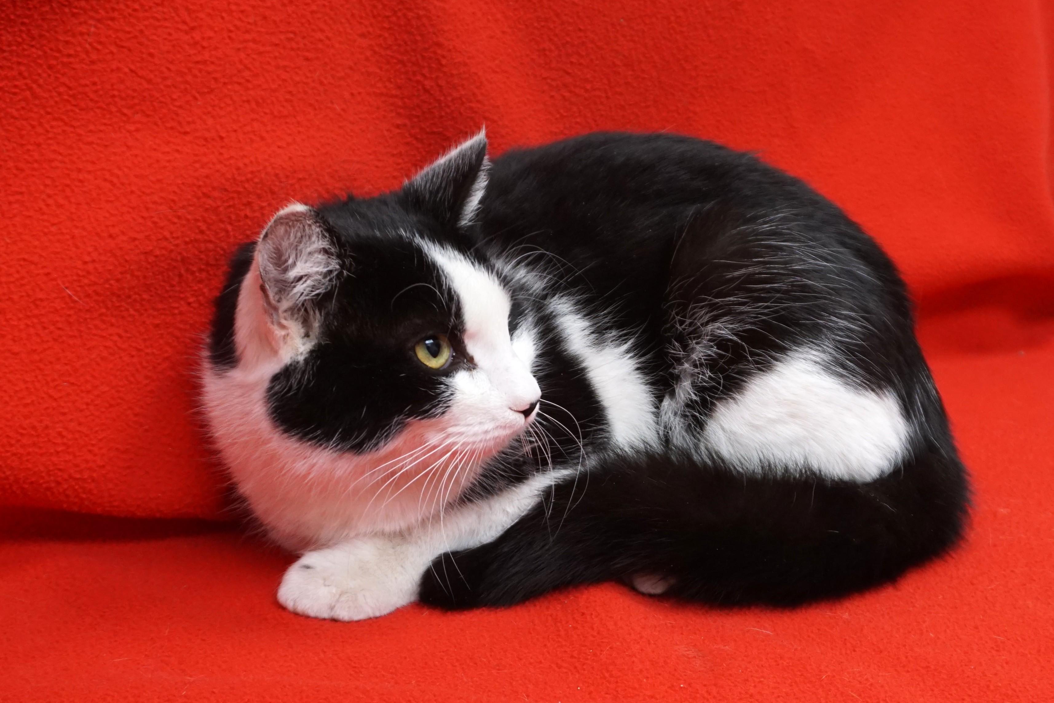 Enlarge Dirty Martini, a ADOPTABLE Domestic Medium Hair in Fountain Hills, AZ image 2/2