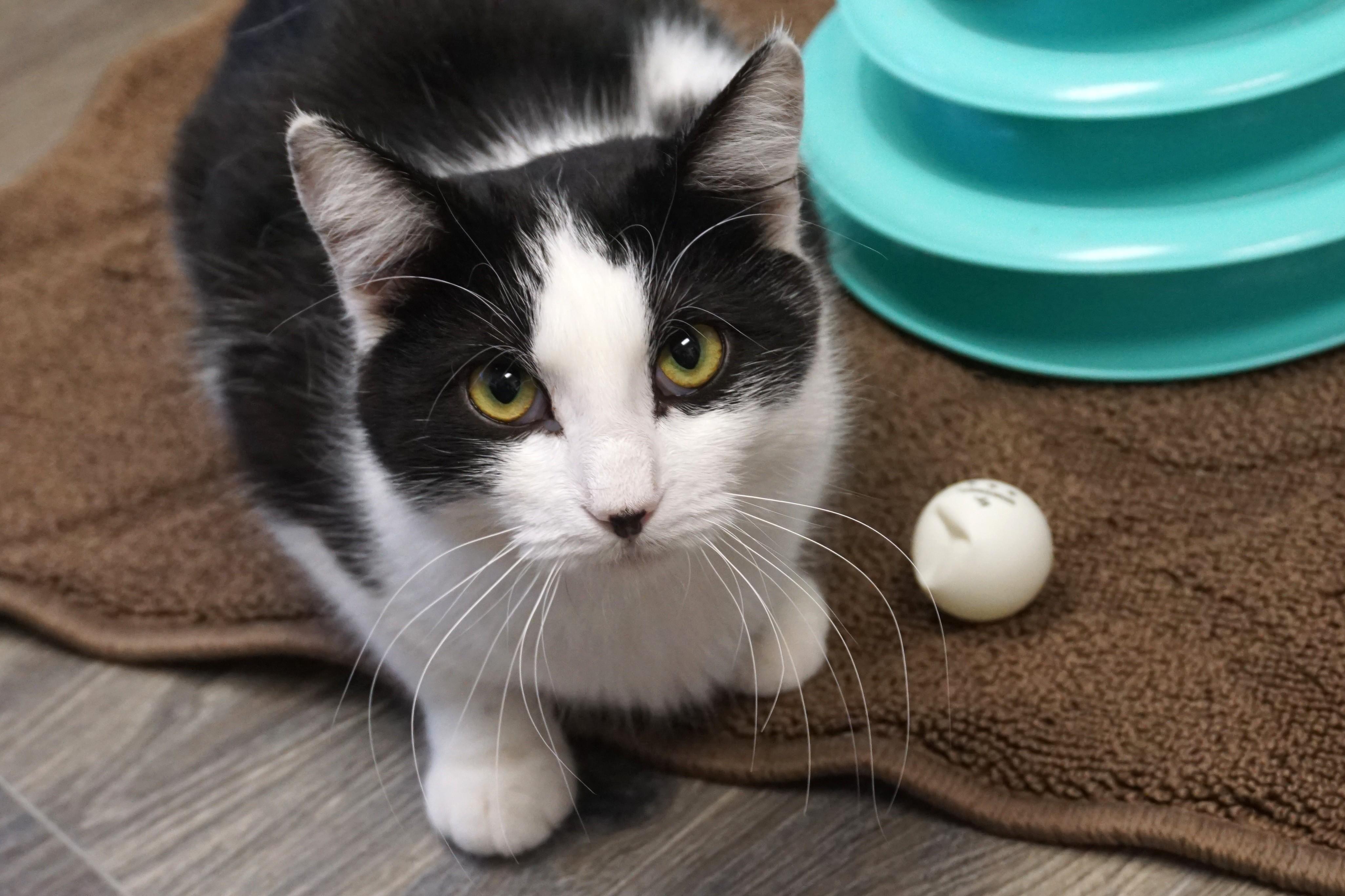 Enlarge Dirty Martini, an adoptable Domestic Medium Hair in Fountain Hills, AZ image 6/6