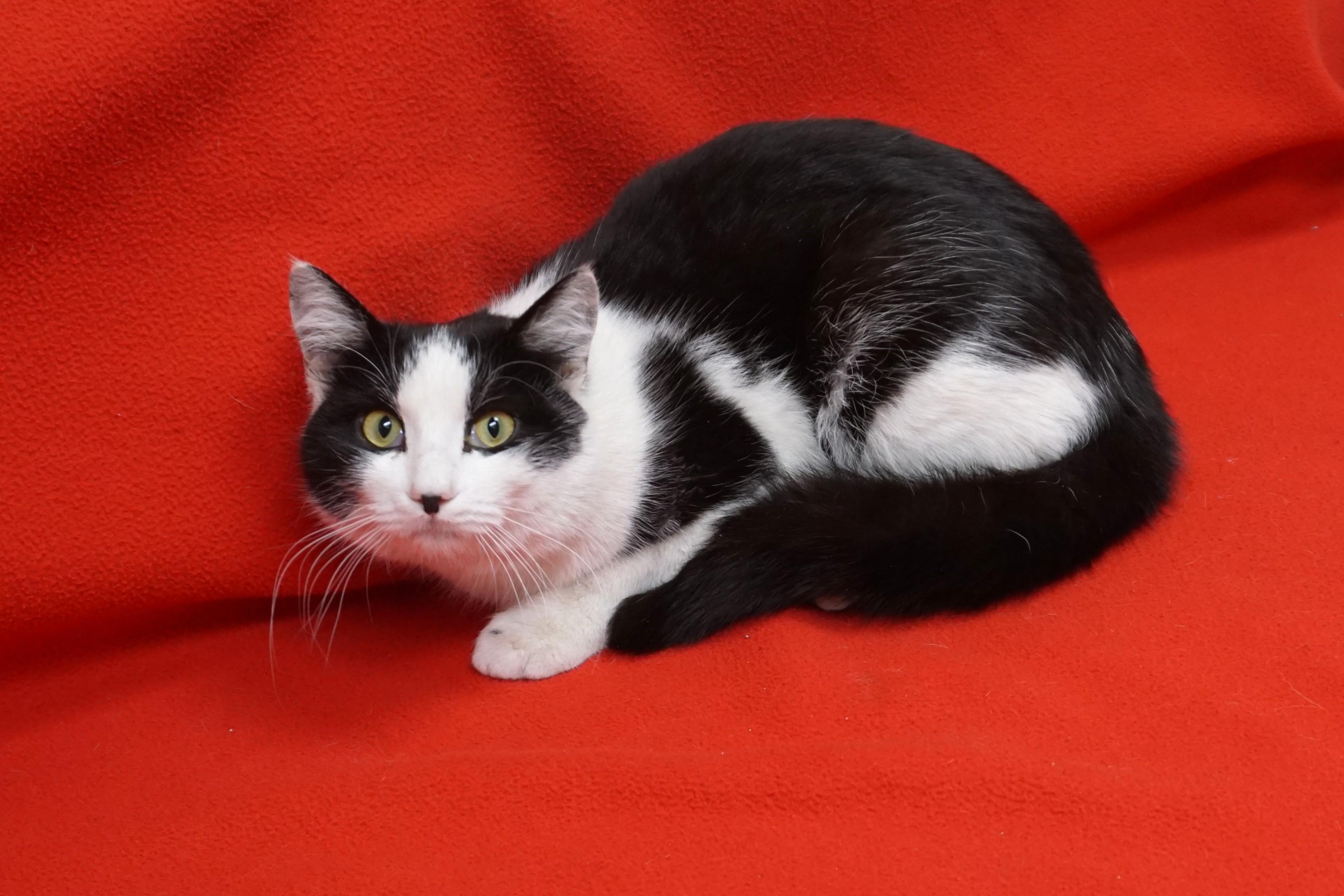 Dirty Martini, ADOPTABLE, Young Male Domestic Medium Hair.