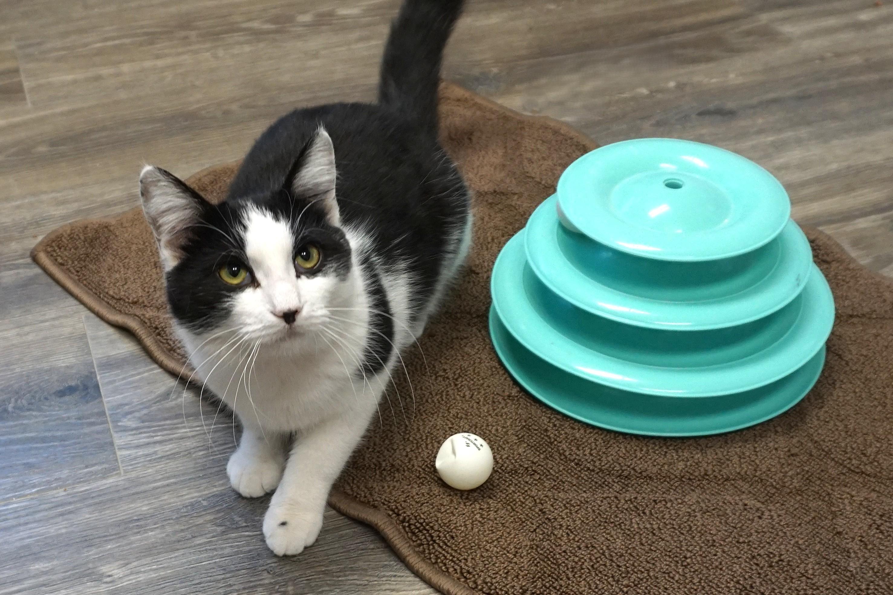 Enlarge Dirty Martini, an adoptable Domestic Medium Hair in Fountain Hills, AZ image 2/6