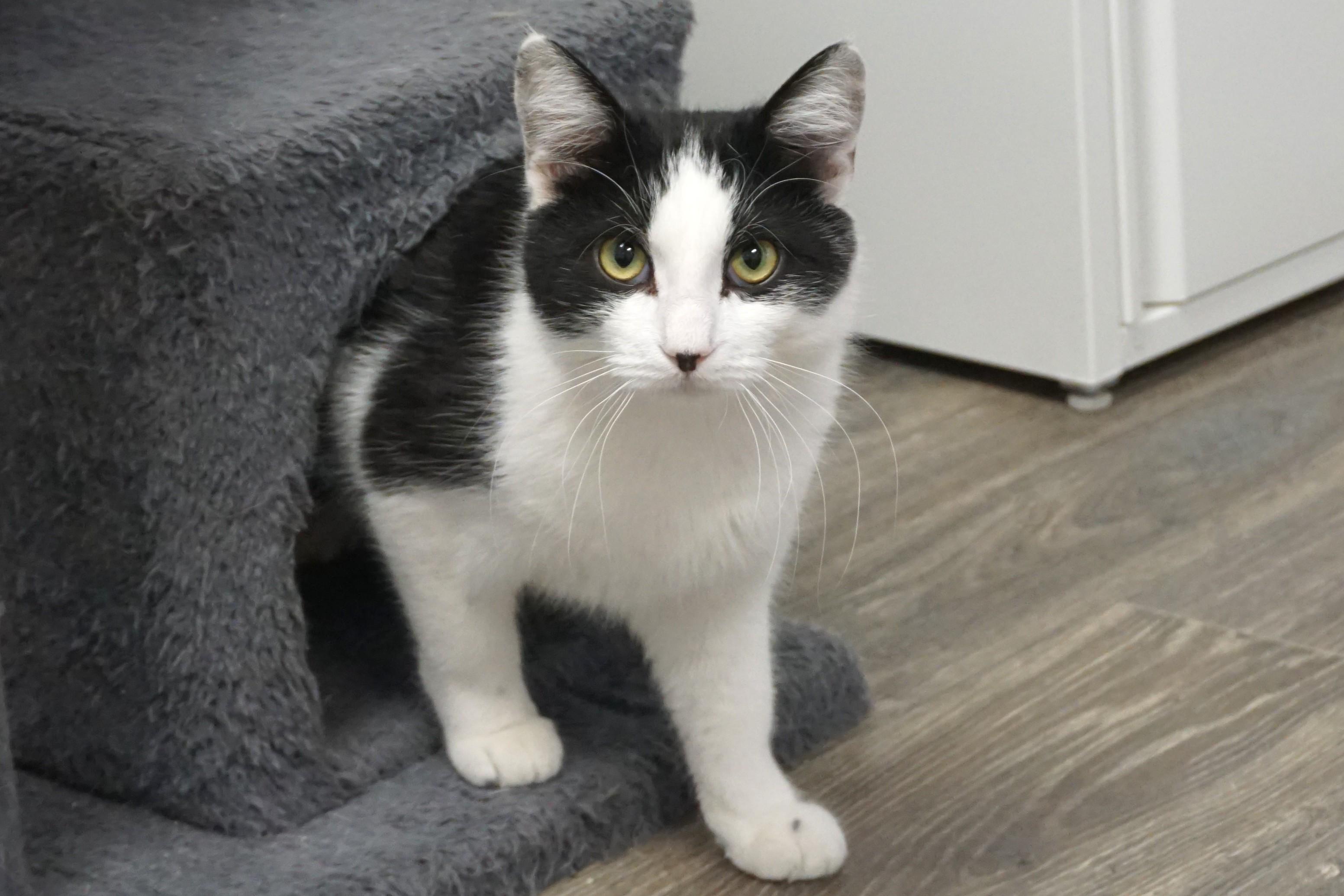 Enlarge Dirty Martini, an adoptable Domestic Medium Hair in Fountain Hills, AZ image 3/6