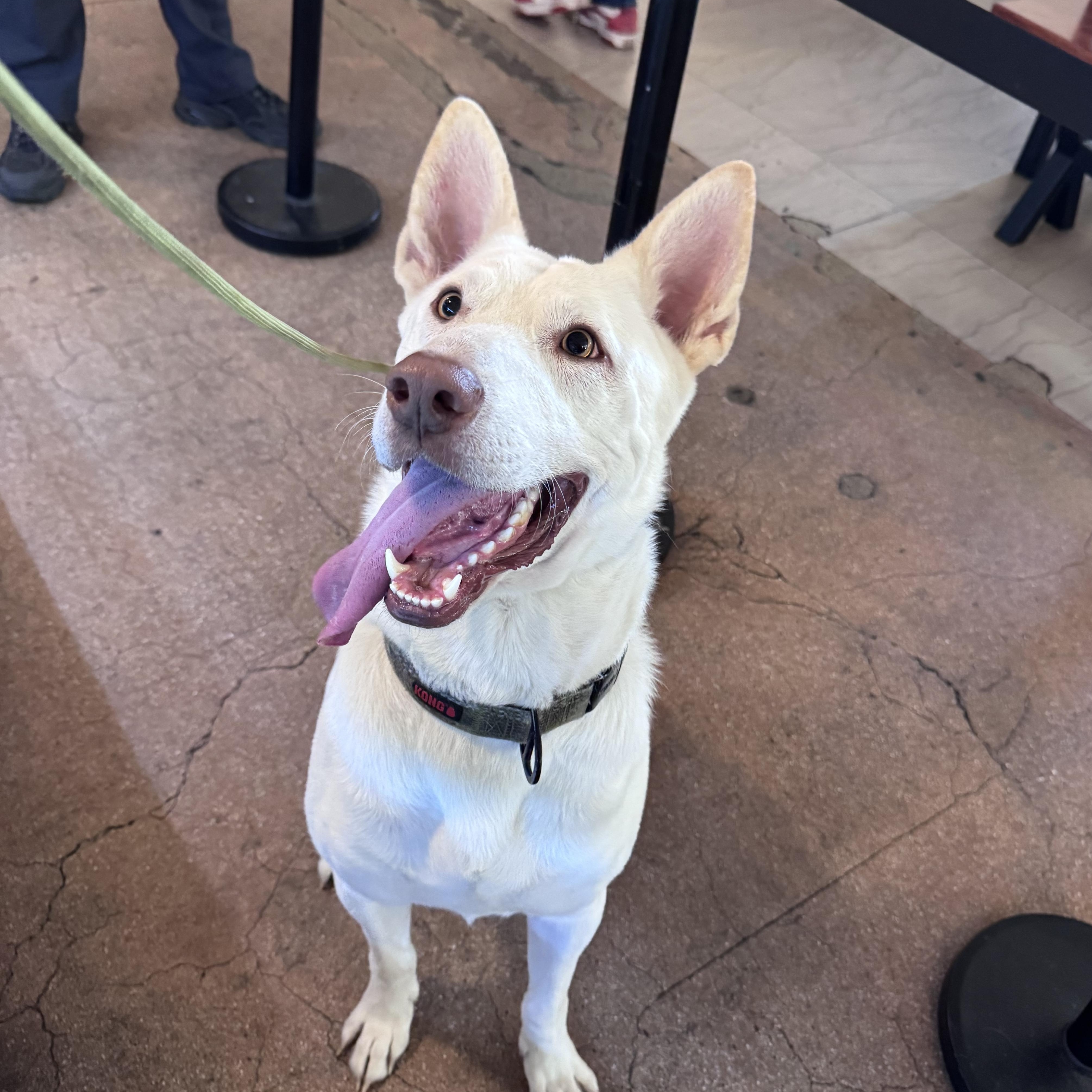 Yoki, Adoptable, Young Male White German Shepherd & Siberian Husky.