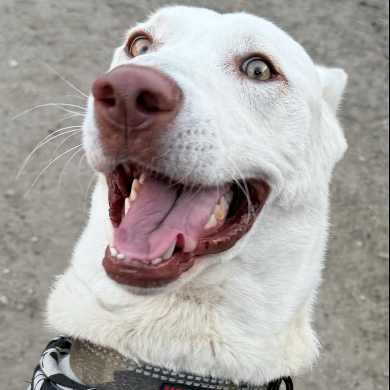 Enlarge Yoki, a Adoptable mixed breed in Whittier, CA image 2/5