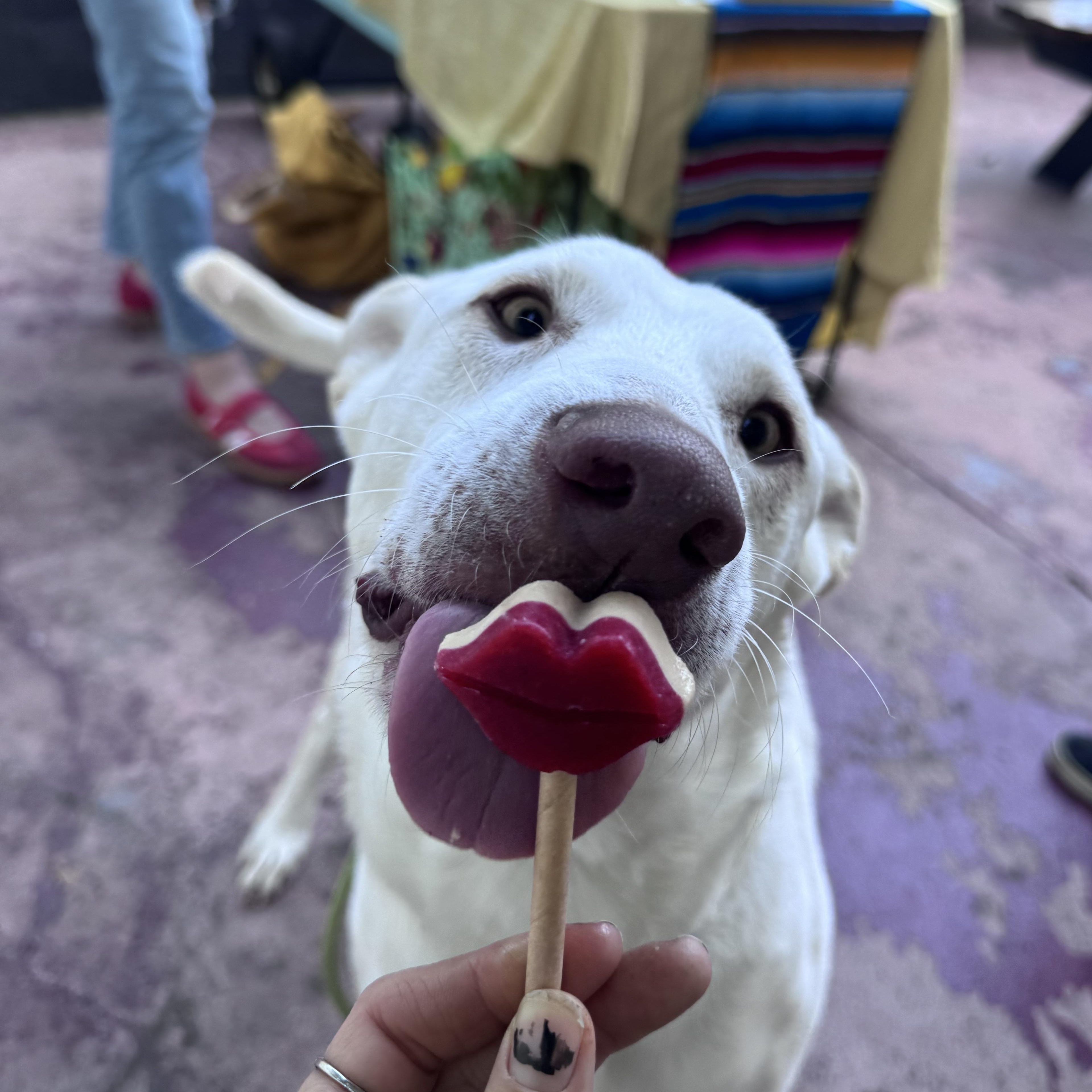 Enlarge Yoki, a Adoptable mixed breed in Whittier, CA image 3/5