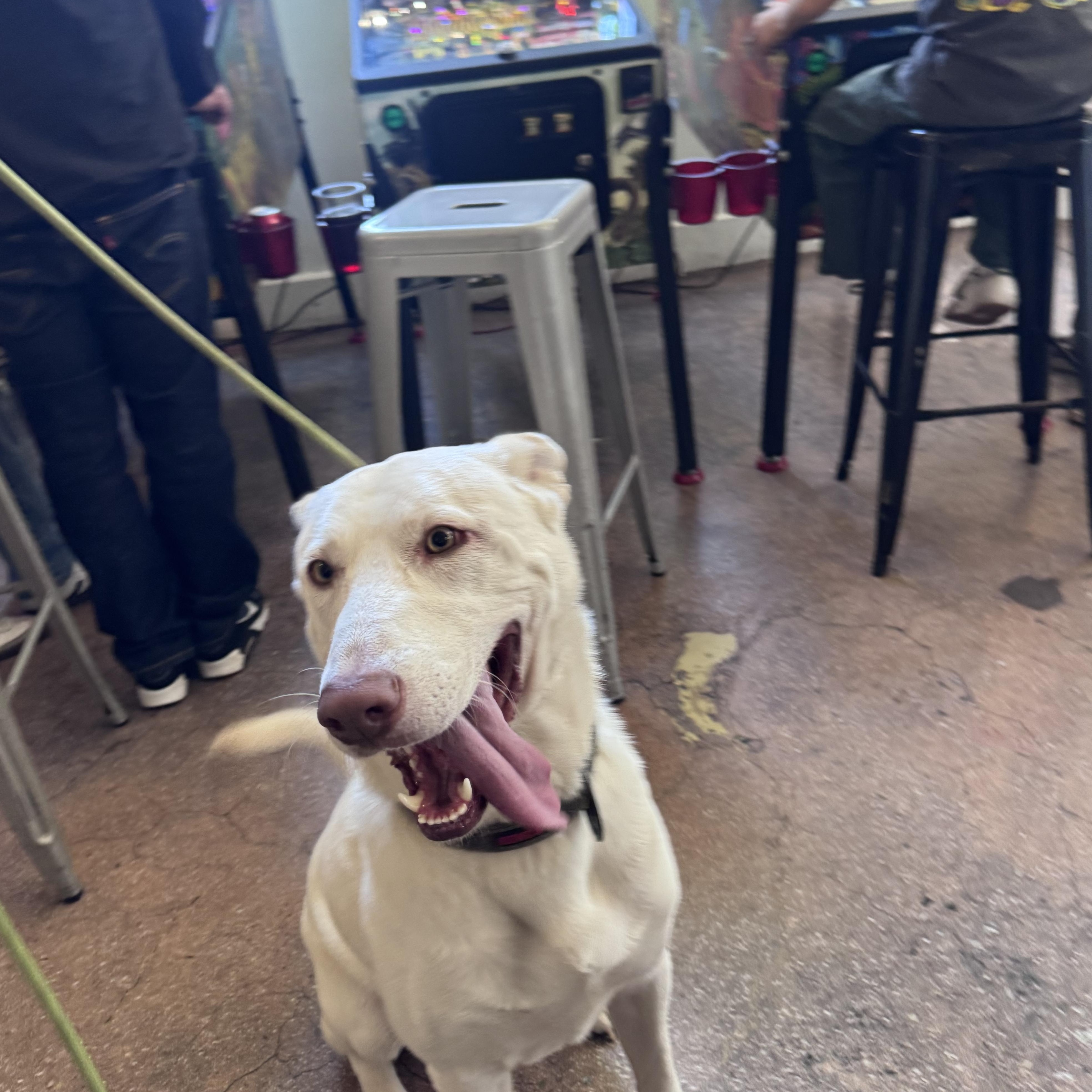 Enlarge Yoki, a Adoptable mixed breed in Whittier, CA image 4/5