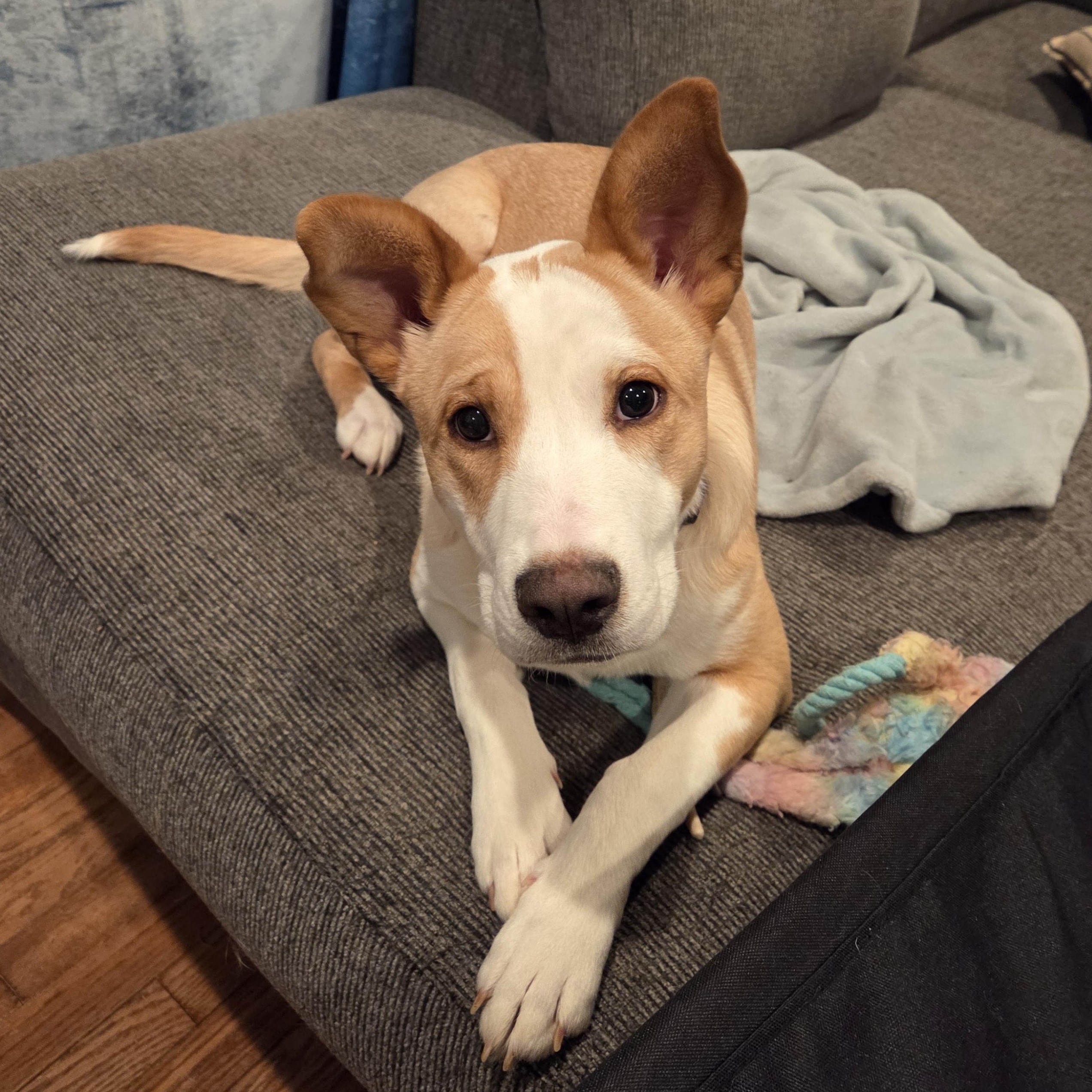 Buttercup (aka: Butterfinger), adoptable, Young Female Mixed Breed.