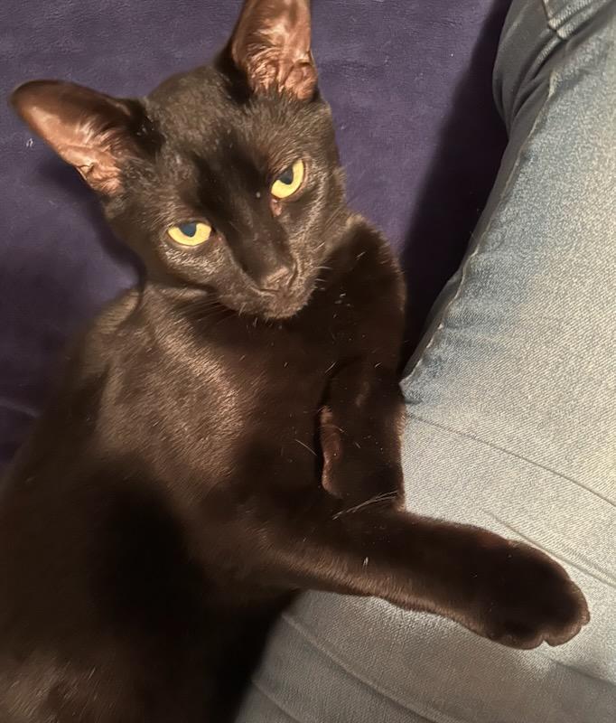 Cory (m) 2yrs old Bombay black, an adoptable Bombay in Ottawa, ON, K4A 0P3 | Photo Image 1