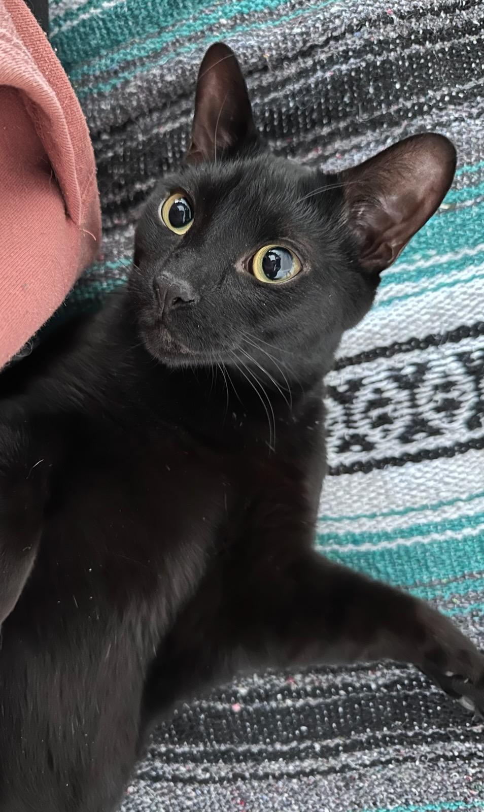 Cory (m) 2yrs old Bombay black, an adoptable Bombay in Ottawa, ON, K4A 0P3 | Photo Image 3