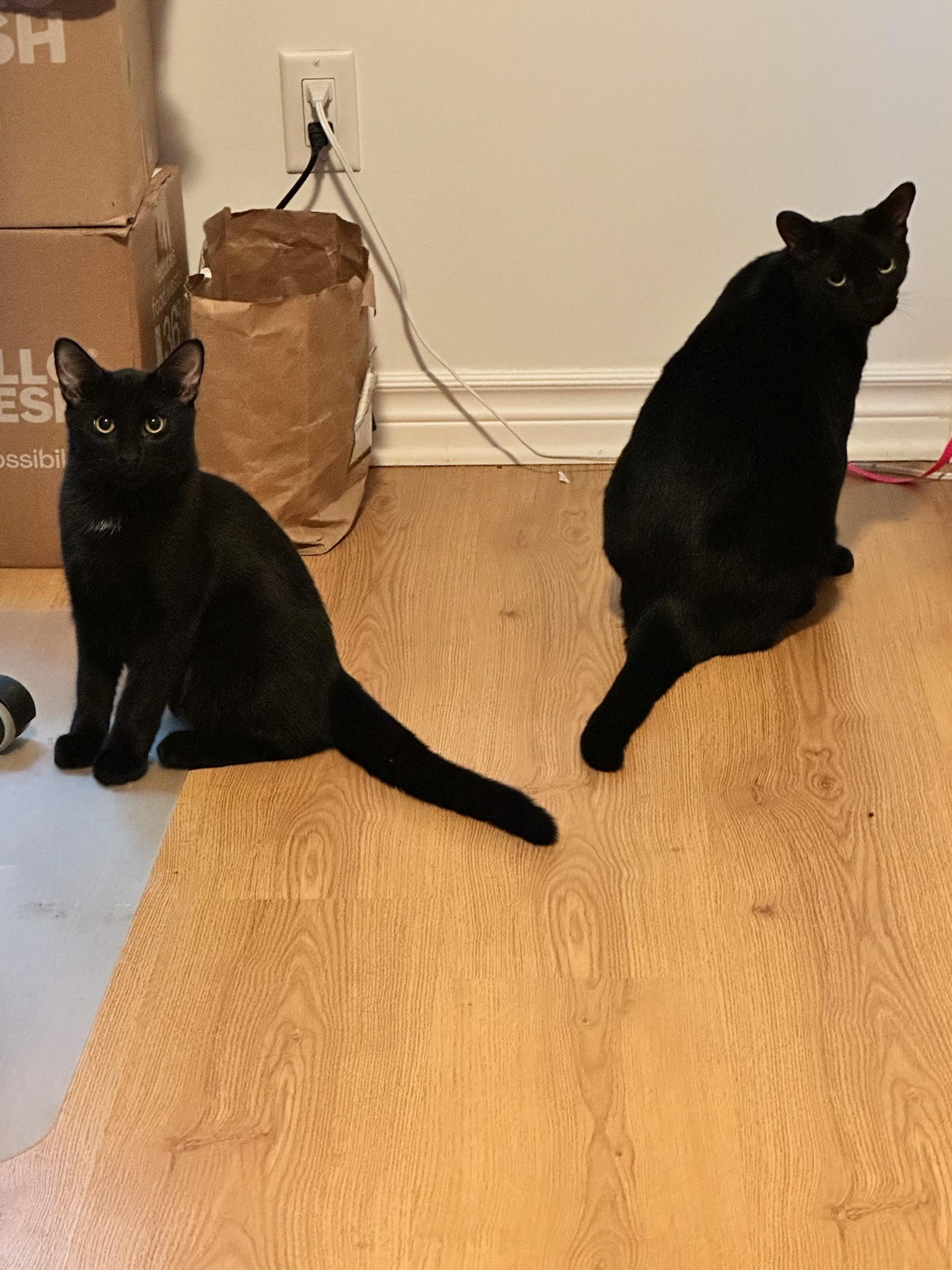 Cory (m) 2yrs old Bombay black, an adoptable Bombay in Ottawa, ON, K4A 0P3 | Photo Image 2