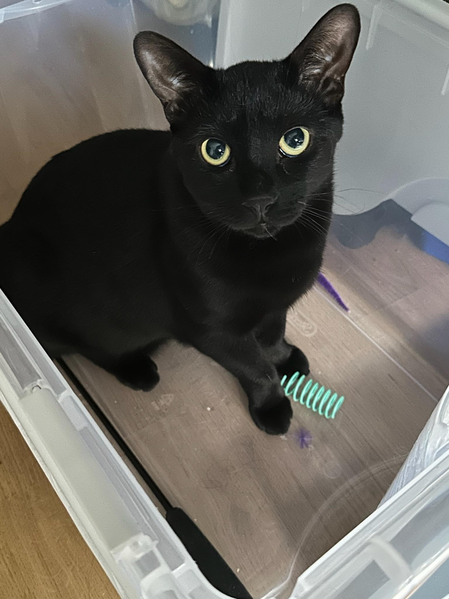 Cory (m) 2yrs old Bombay black, an adoptable Bombay in Ottawa, ON, K4A 0P3 | Photo Image 4