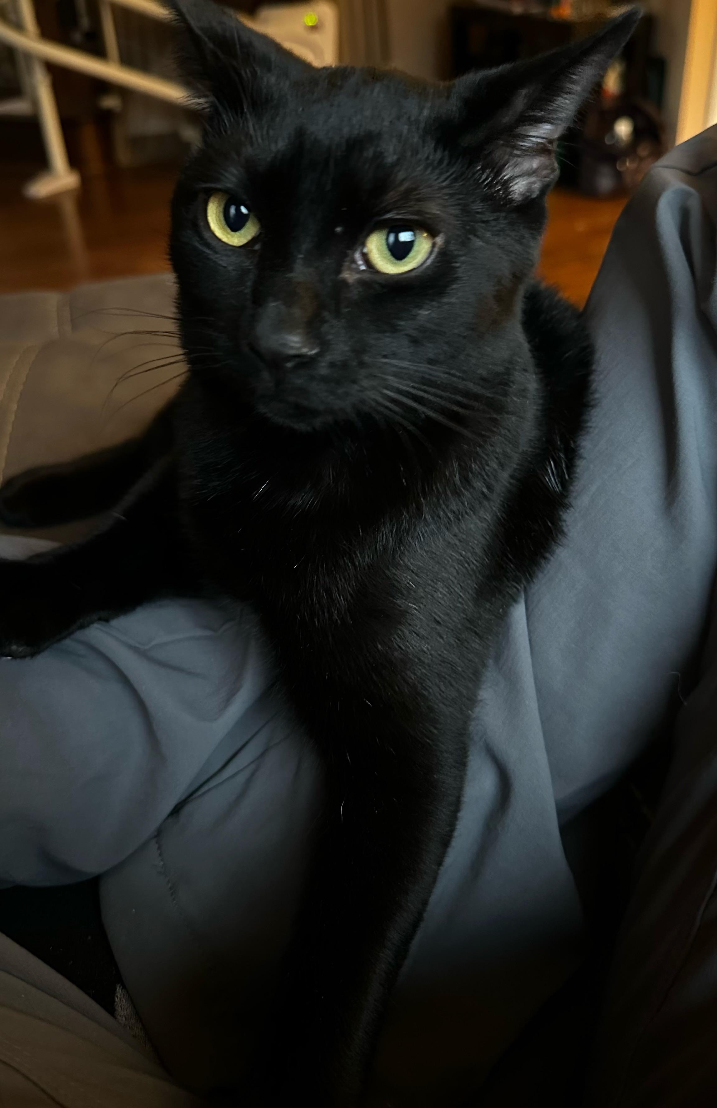 Cory (m) 2yrs old Bombay black, an adoptable Bombay in Ottawa, ON, K4A 0P3 | Photo Image 6