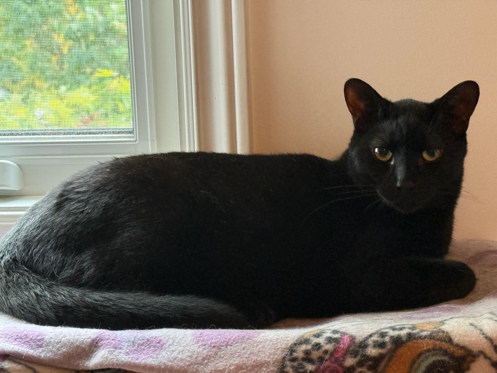 Cory (m) 2yrs old Bombay black