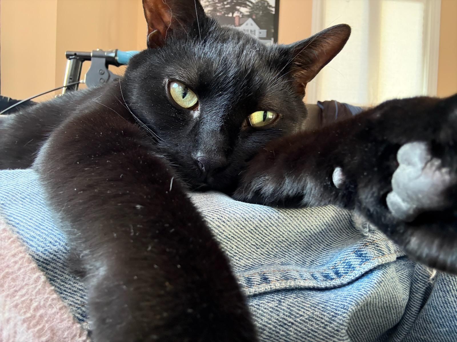 Cory (m) 2yrs old Bombay black, a Adoptable Bombay in Ottawa, ON image 1/6