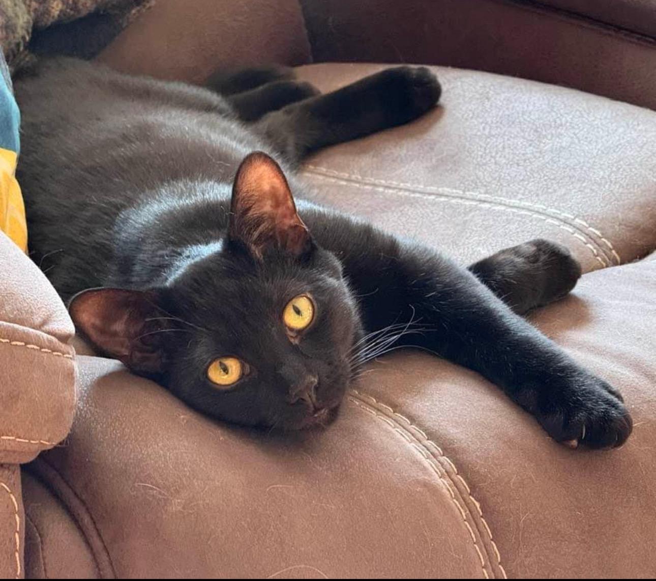 Cory (m) 2yrs old Bombay black, an adoptable Bombay in Ottawa, ON, K4A 0P3 | Photo Image 5