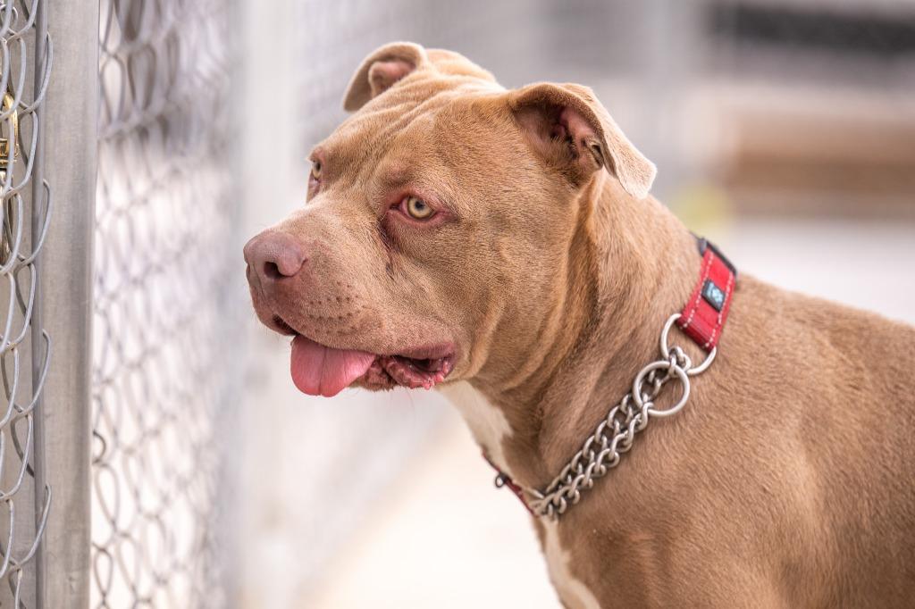 Enlarge Kong, a Adoptable Pit Bull Terrier in Twentynine Palms, CA image 1/6