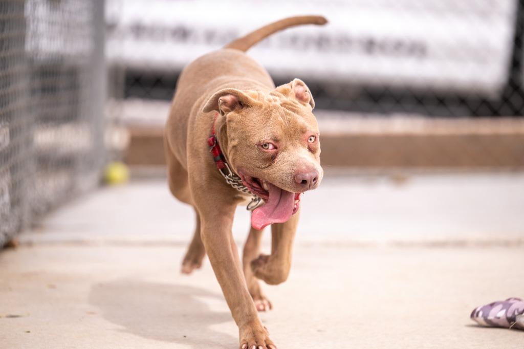 Enlarge Kong, a Adoptable Pit Bull Terrier in Twentynine Palms, CA image 2/6