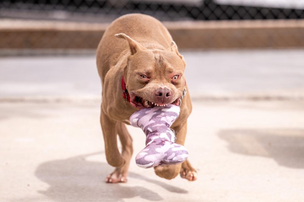 Enlarge Kong, a Adoptable Pit Bull Terrier in Twentynine Palms, CA image 3/6