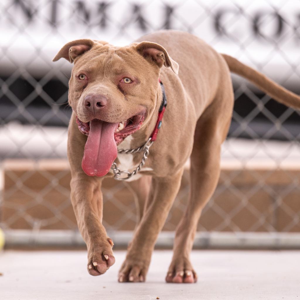 Enlarge Kong, a Adoptable Pit Bull Terrier in Twentynine Palms, CA image 4/6