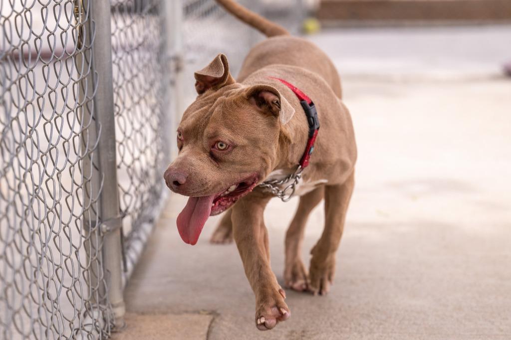 Enlarge Kong, a Adoptable Pit Bull Terrier in Twentynine Palms, CA image 5/6