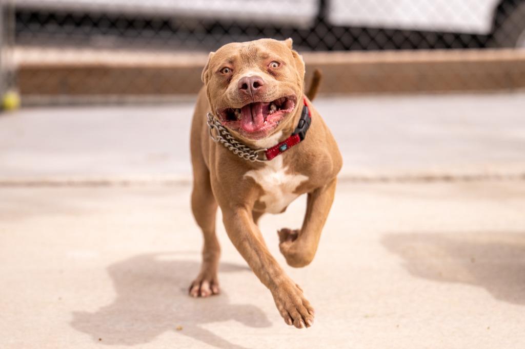 Enlarge Kong, a Adoptable Pit Bull Terrier in Twentynine Palms, CA image 6/6