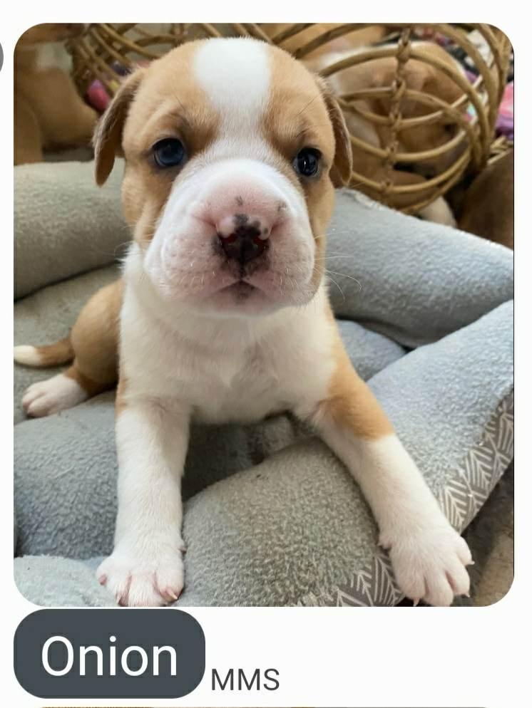 Enlarge Onion (Dozer), a Adoptable mixed breed in Murphysboro, IL image 1/5