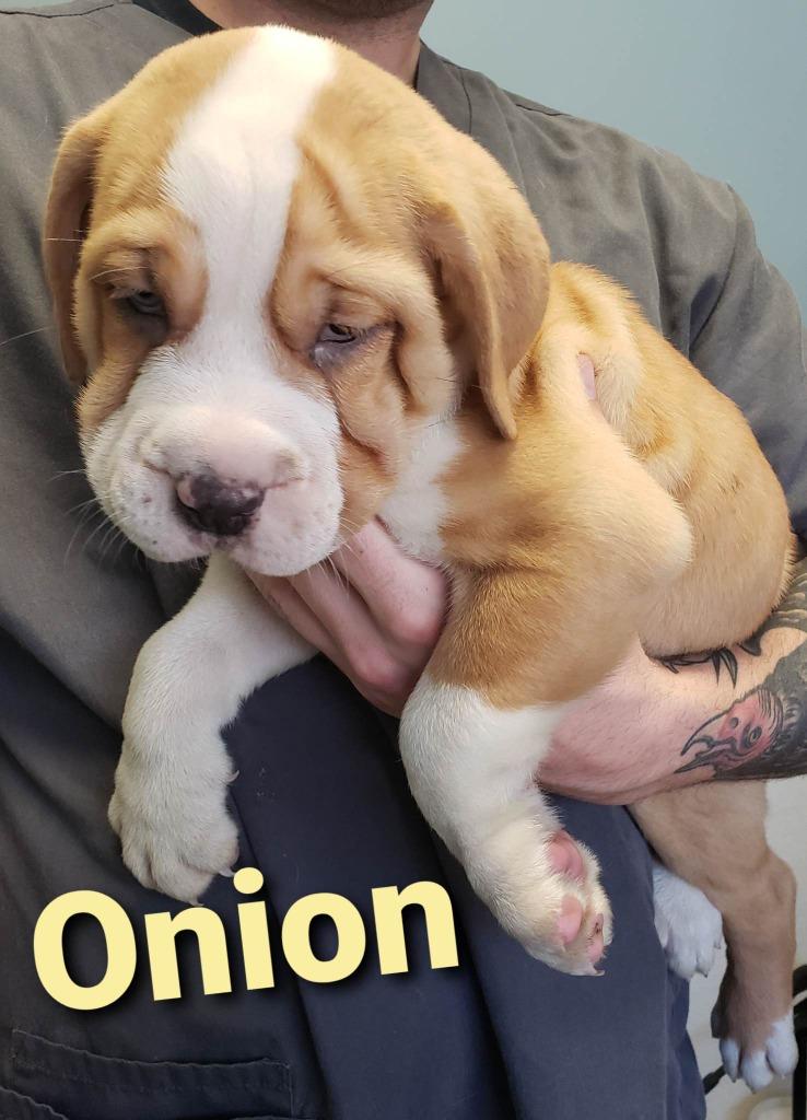 Enlarge Onion (Dozer), a Adoptable mixed breed in Murphysboro, IL image 2/5