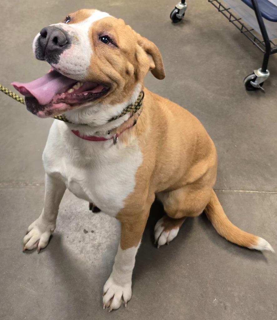 Enlarge Onion (Dozer), a Adoptable mixed breed in Murphysboro, IL image 3/5