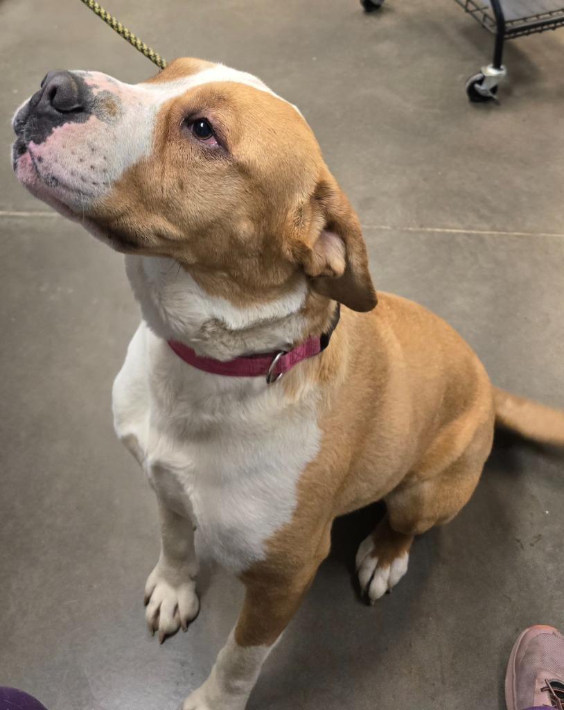 Enlarge Onion (Dozer), a Adoptable mixed breed in Murphysboro, IL image 4/5