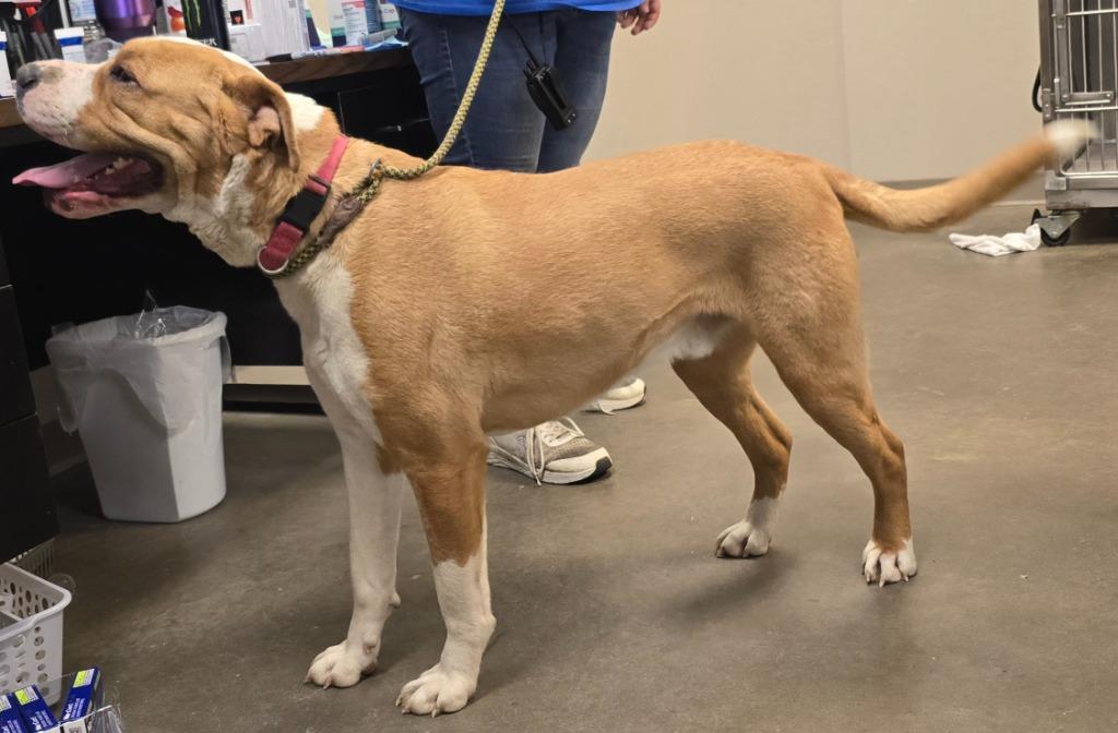 Enlarge Onion (Dozer), a Adoptable mixed breed in Murphysboro, IL image 5/5