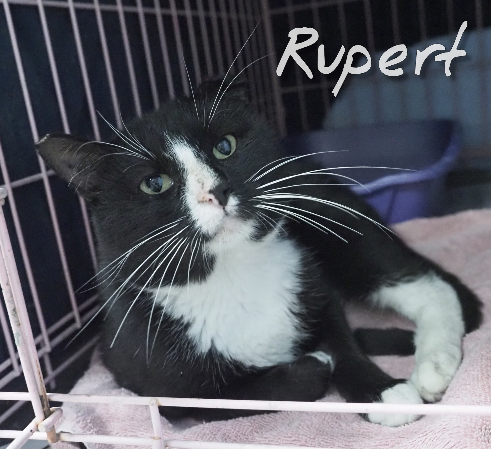 Rupert, a Adoptable mixed breed in Cape May Court House, NJ image 1/2