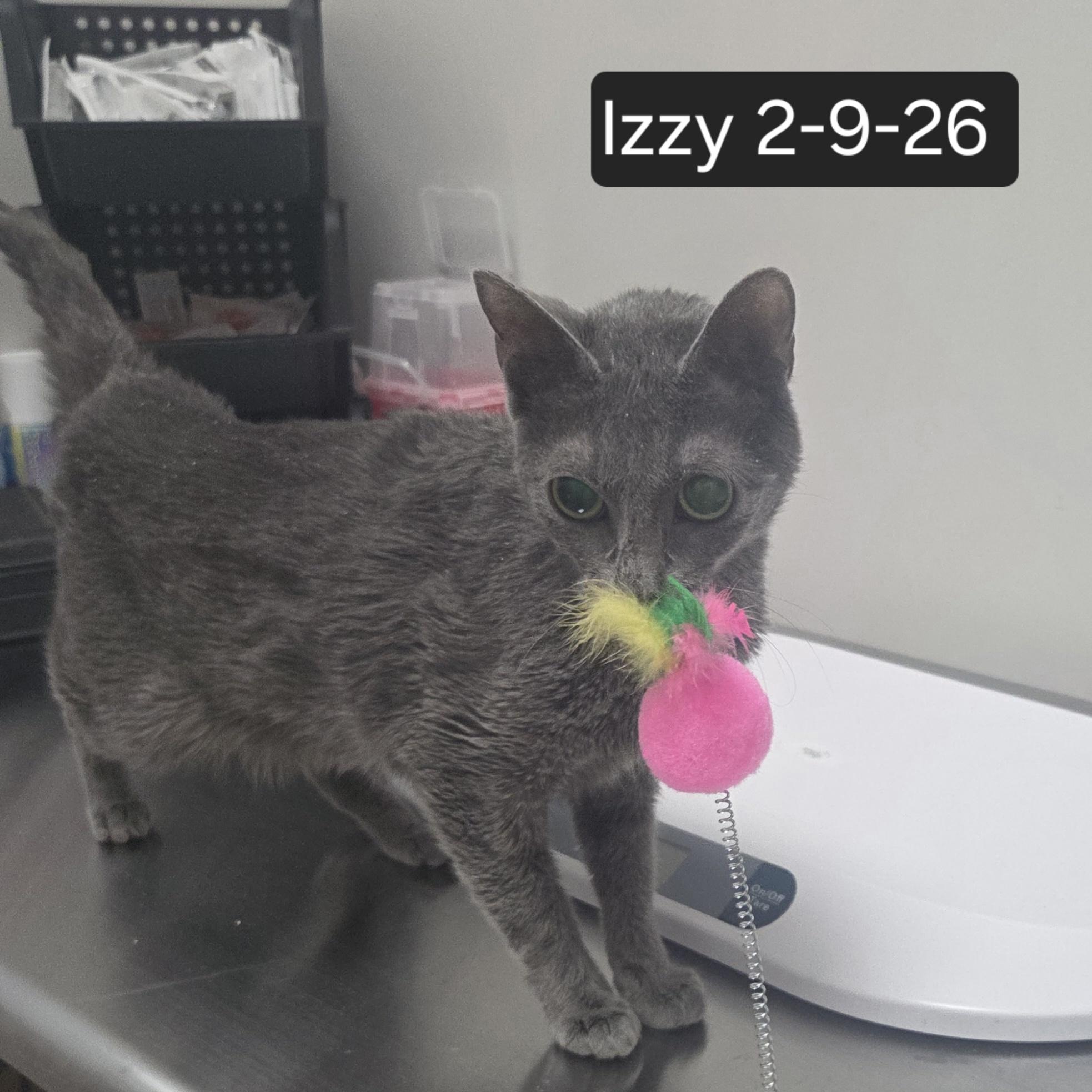 Enlarge Izzy, an adopted Domestic Short Hair in SNOW HILL, NC image 2/3