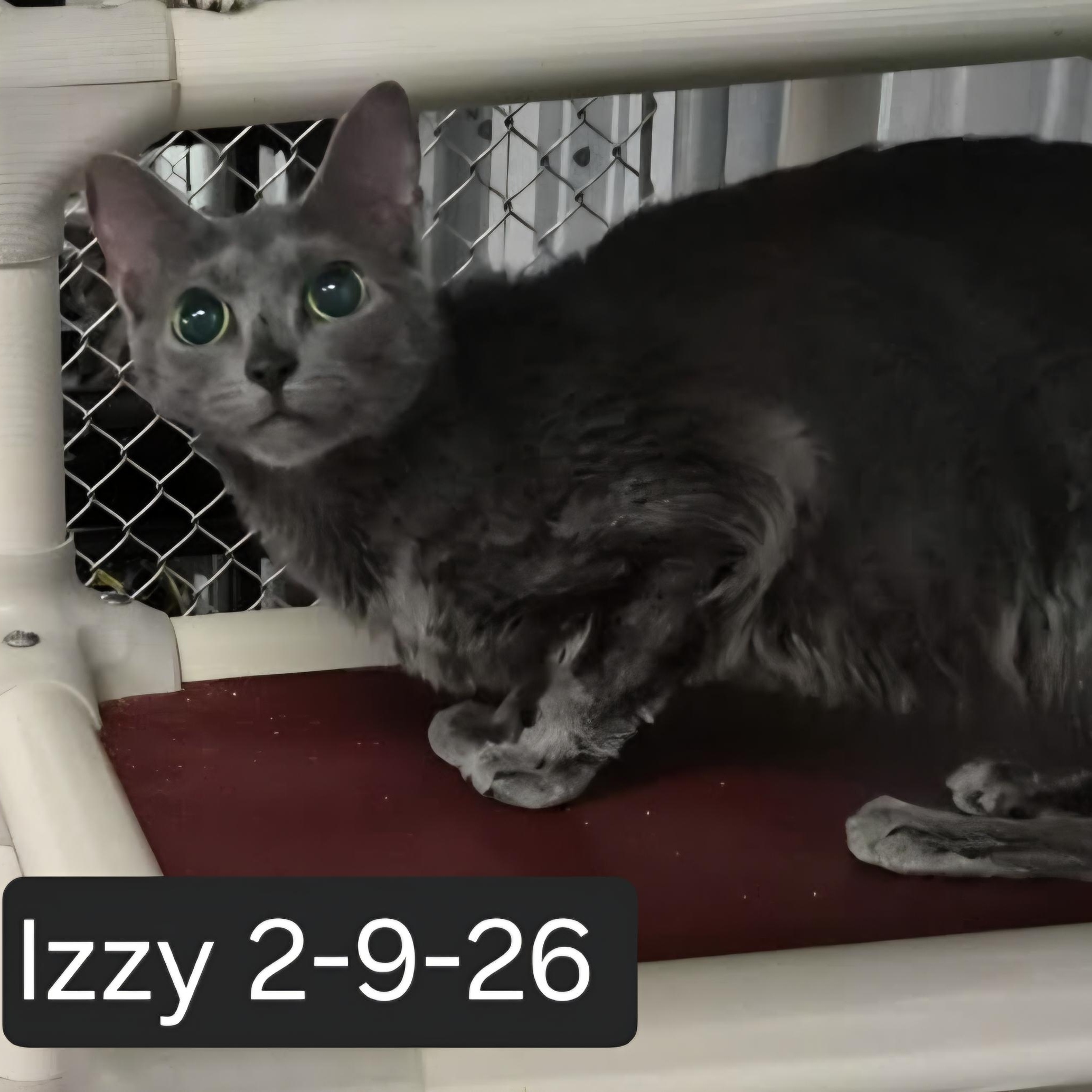 Enlarge Izzy, an adopted Domestic Short Hair in SNOW HILL, NC image 3/3