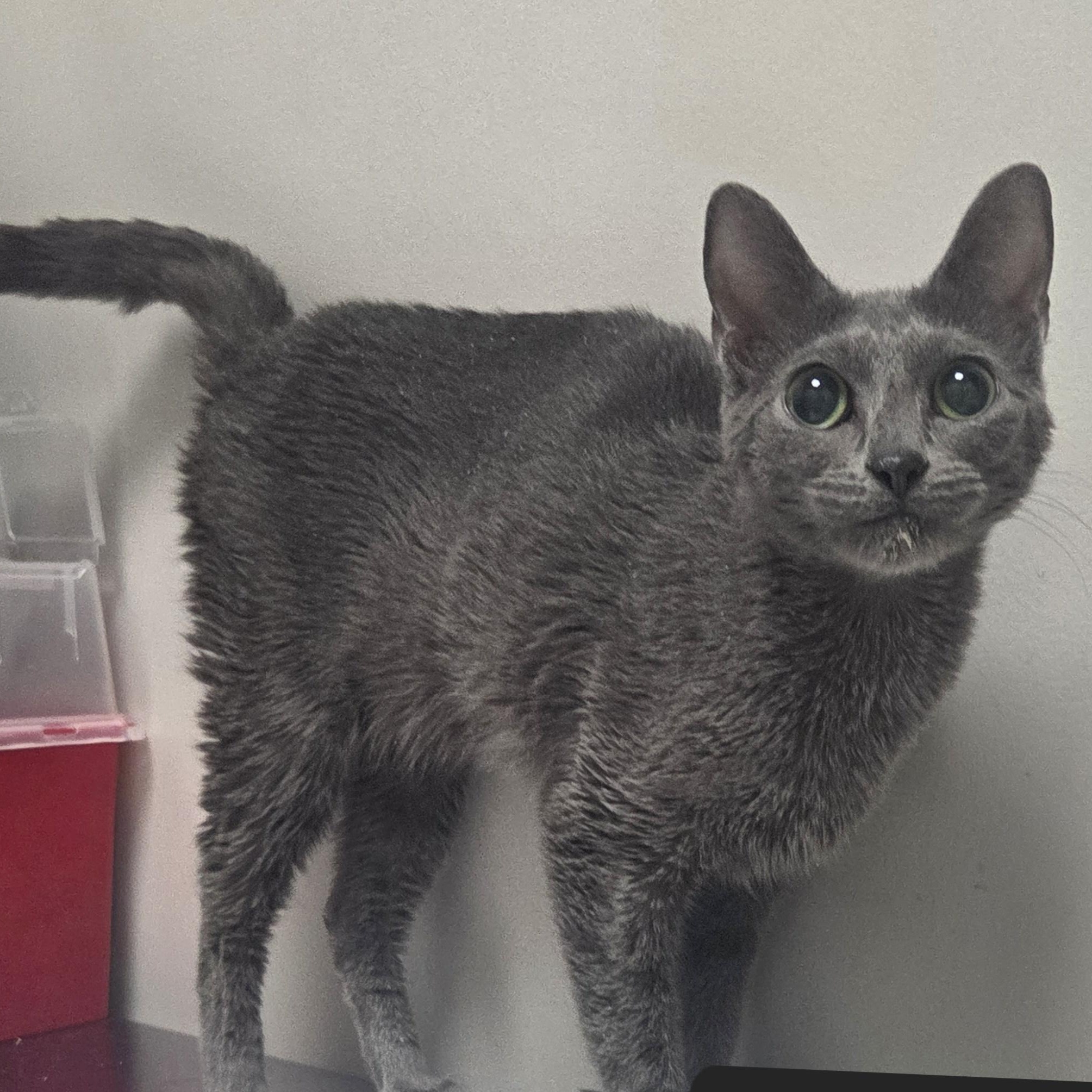 Izzy, adopted, Adult Female Domestic Short Hair.
