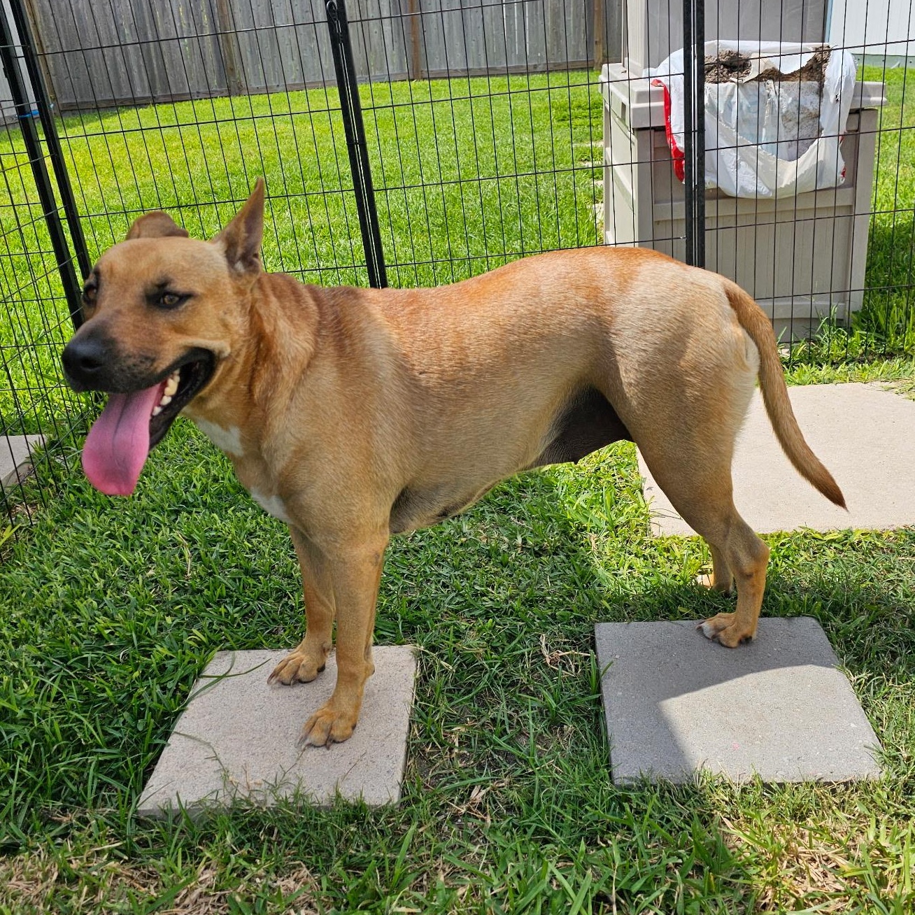 Enlarge Kiki, a Adoptable mixed breed in Pittsburgh, PA image 5/6