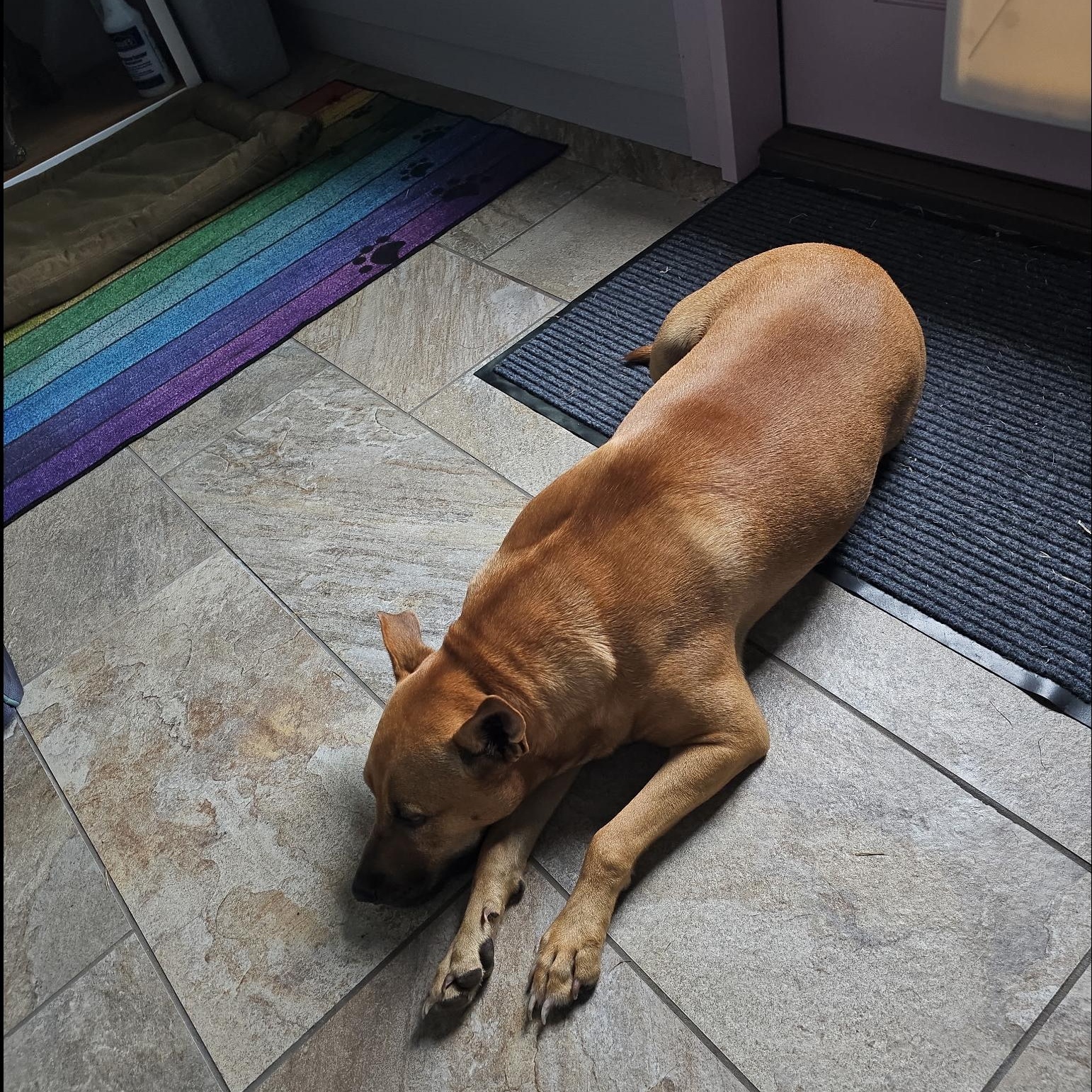 Enlarge Kiki, a Adoptable mixed breed in Pittsburgh, PA image 6/6