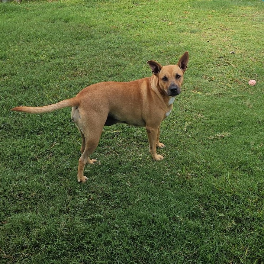 Enlarge Kiki, a Adoptable mixed breed in Pittsburgh, PA image 3/6