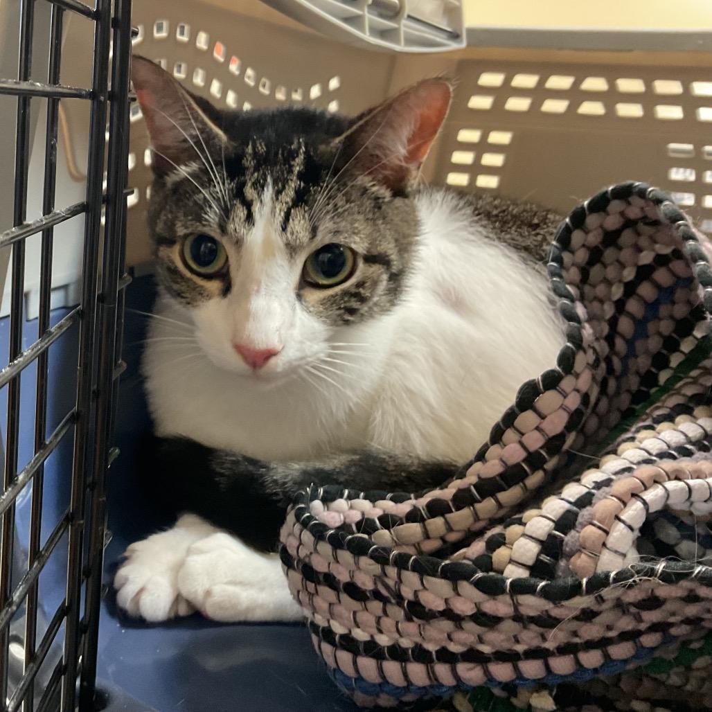 Enlarge Pollux, a Adoptable Domestic Short Hair in Monroe, LA image 1/1