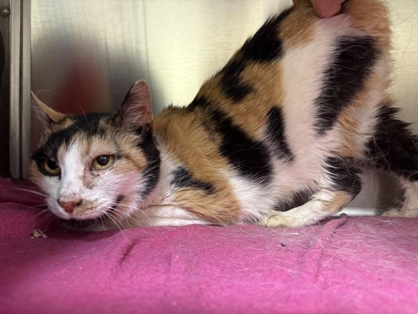 Lucy, Adoptable, Senior Female Domestic Short Hair.
