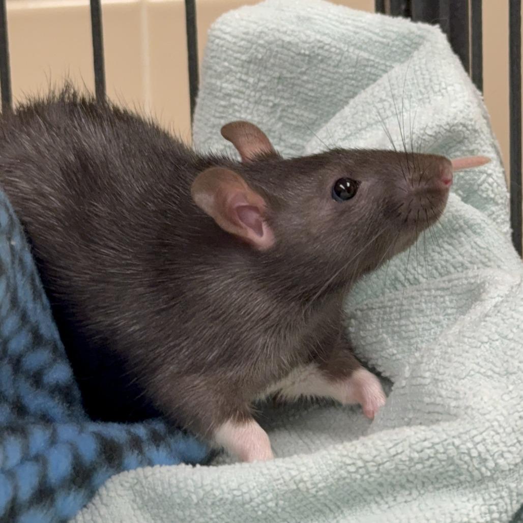 Ash, Adoptable, Baby Male Rat.