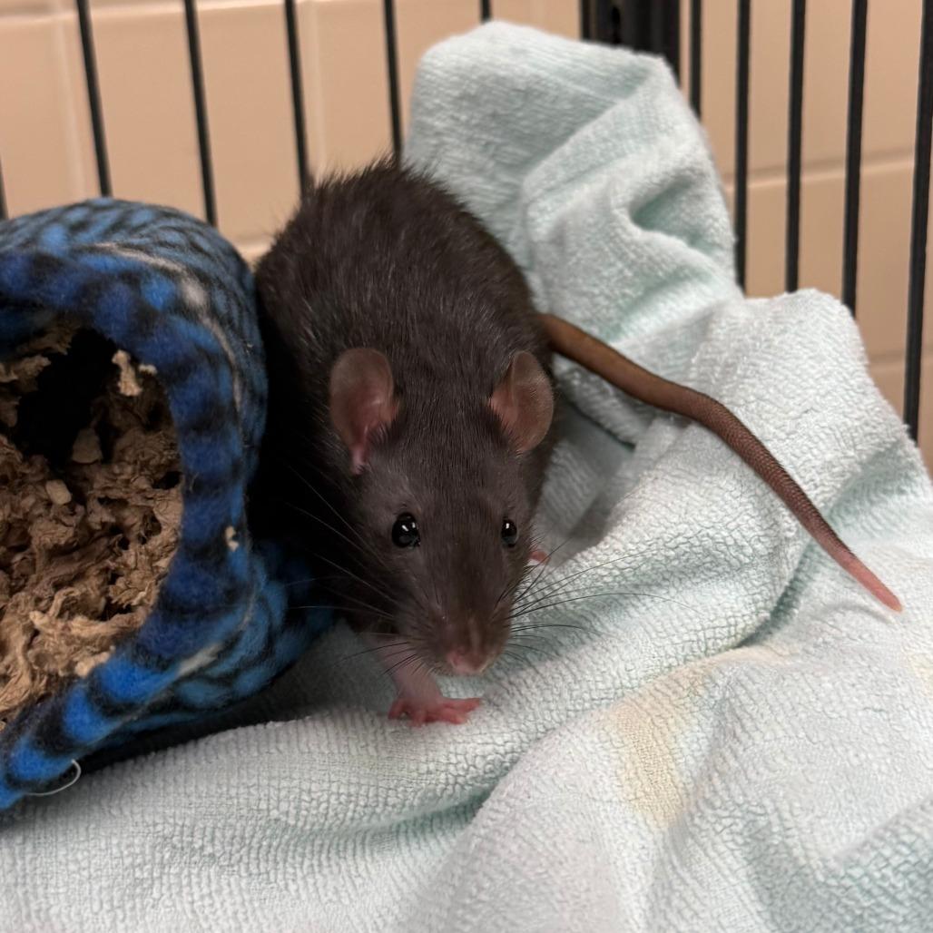 Enlarge Ash, a Adoptable Rat in Cheyenne, WY image 2/3