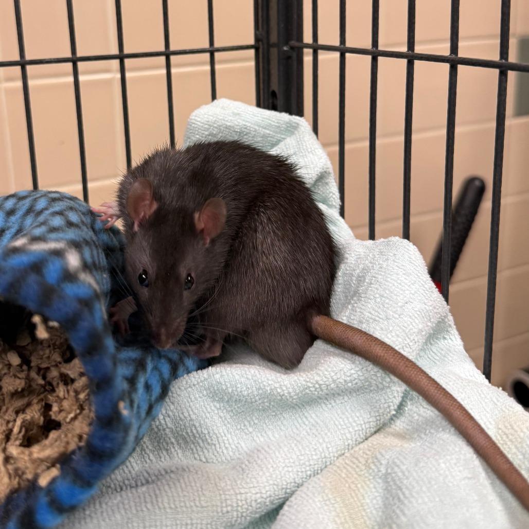 Enlarge Ash, a Adoptable Rat in Cheyenne, WY image 3/3
