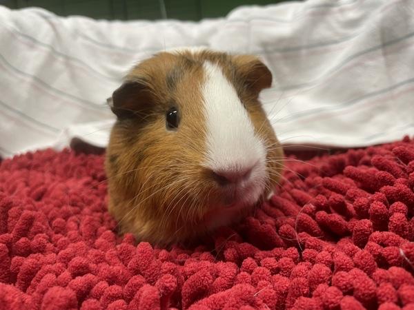 Hamtaro & Bijou, a Adoptable mixed breed image 1/3