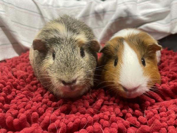 Hamtaro & Bijou, a Adoptable mixed breed image 2/3