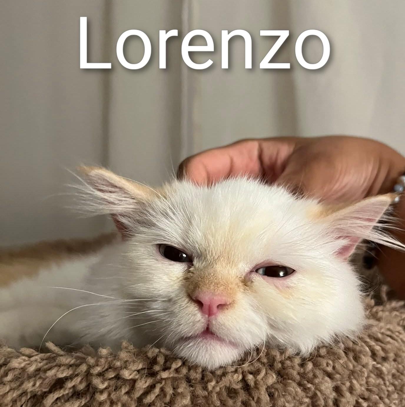 Lorenzo  (m) Himalayan Flame point siamese