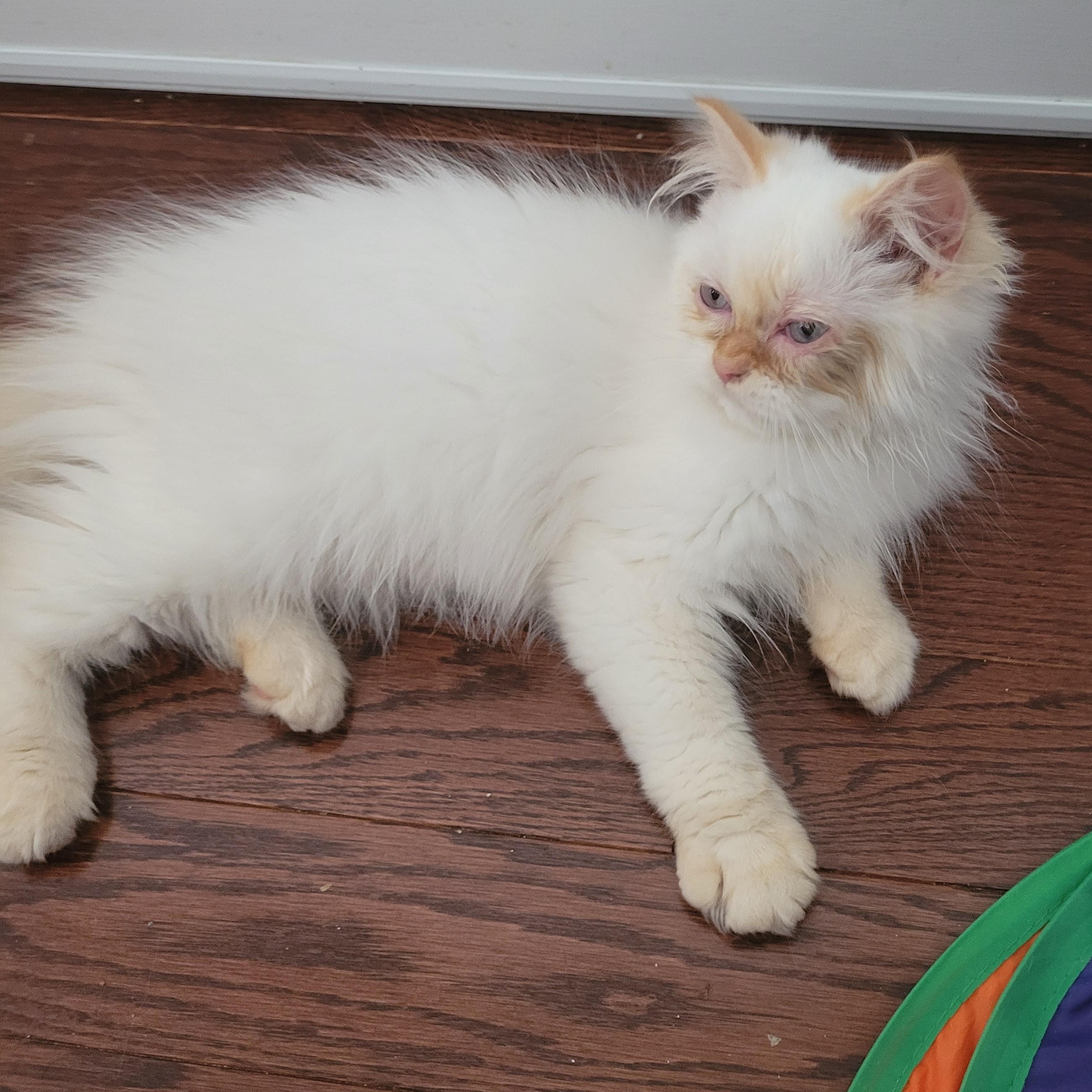 Lorenzo  (m) Himalayan Flame point siamese, an adoptable Himalayan in Ottawa, ON, K4A 0P3 | Photo Image 6