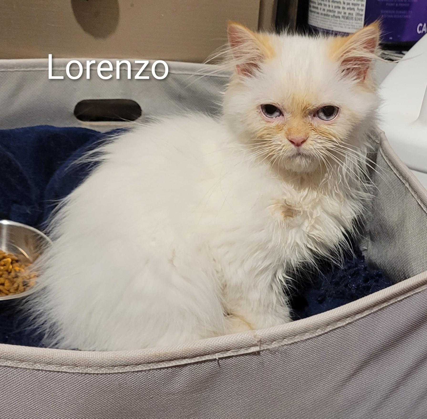 Lorenzo  (m) Himalayan Flame point siamese, an adoptable Himalayan in Ottawa, ON, K4A 0P3 | Photo Image 2